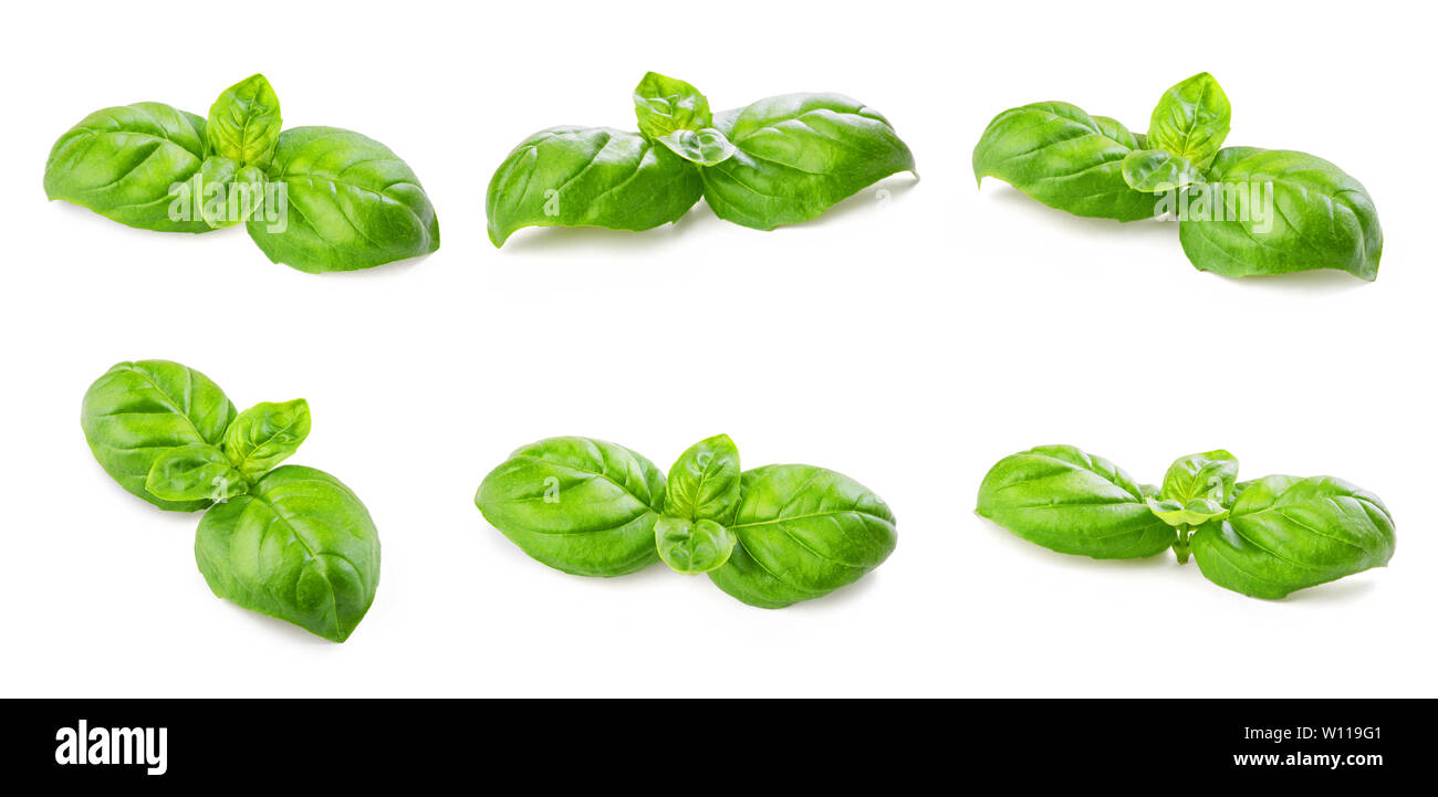 Twig a bouquet of fresh green basil isolated on white background Stock ...