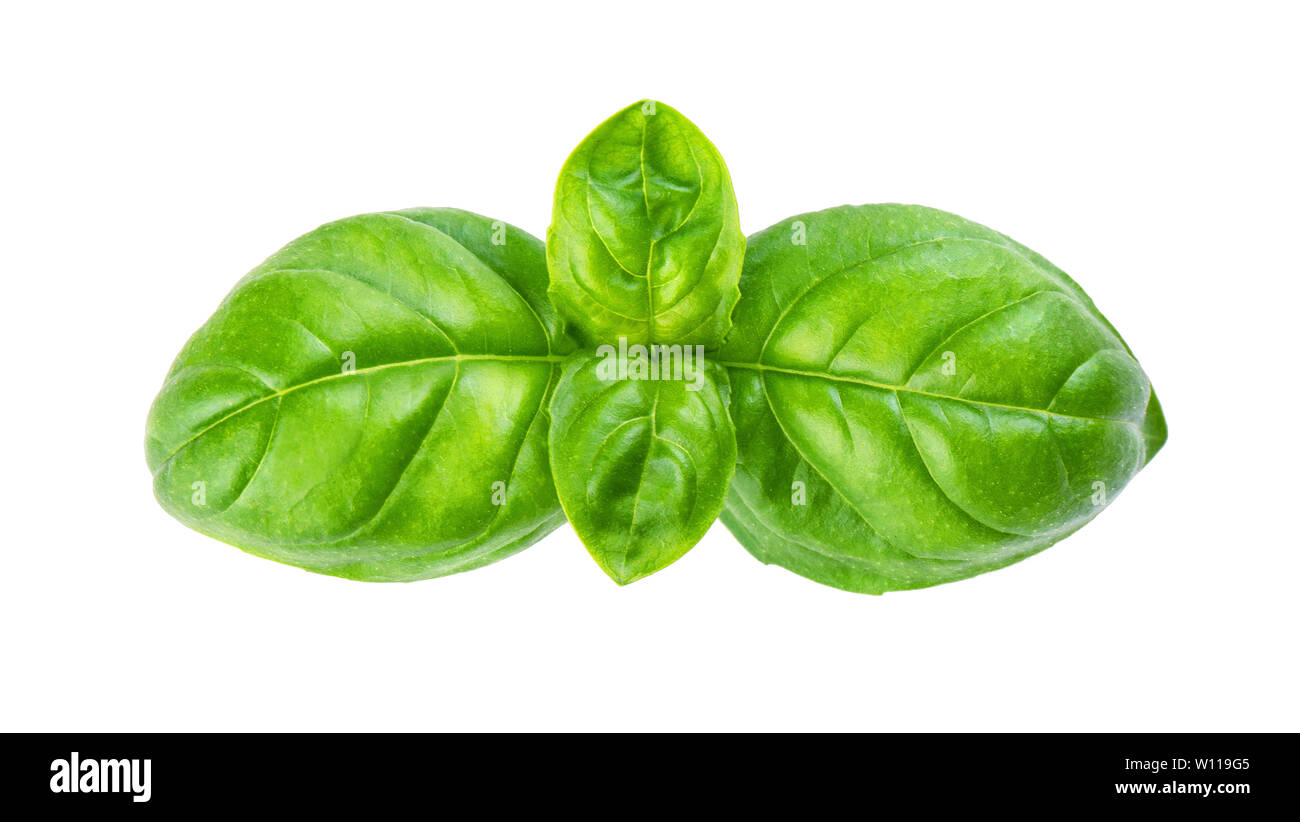 Twig a bouquet of fresh green basil isolated on white background Stock ...