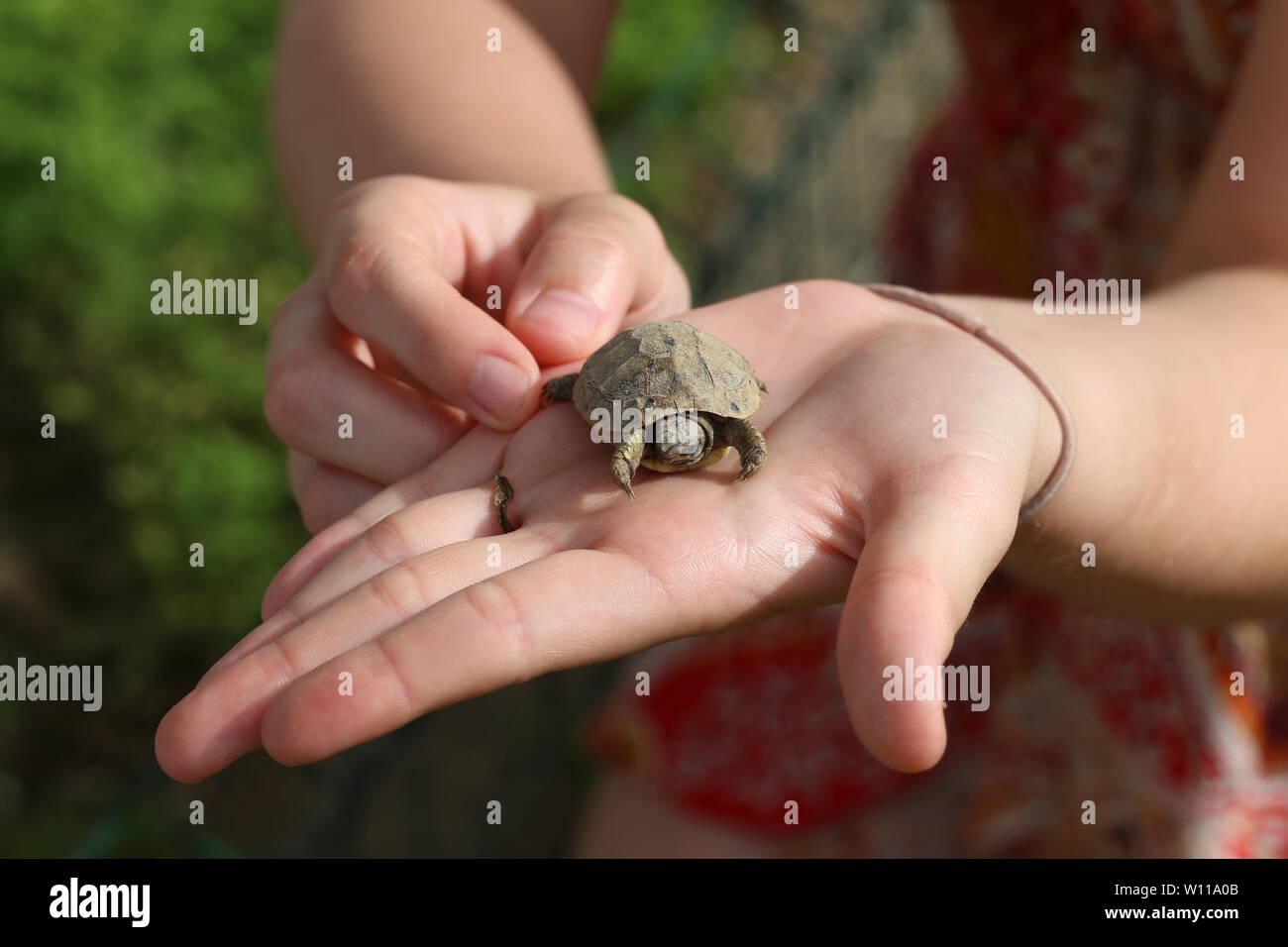 Hawksbill sea turtle hatching hi-res stock photography and images - Alamy