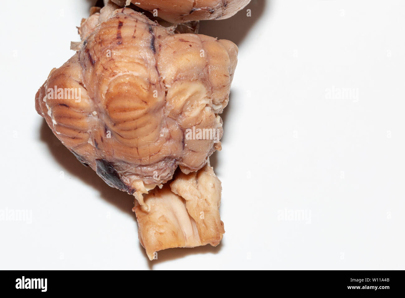 Close up of a sheep brain showing the brain stem Stock Photo