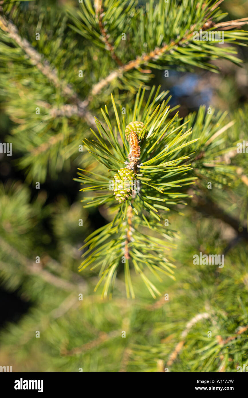 Small pinecones growing on the branch of a pine in spring Stock Photo