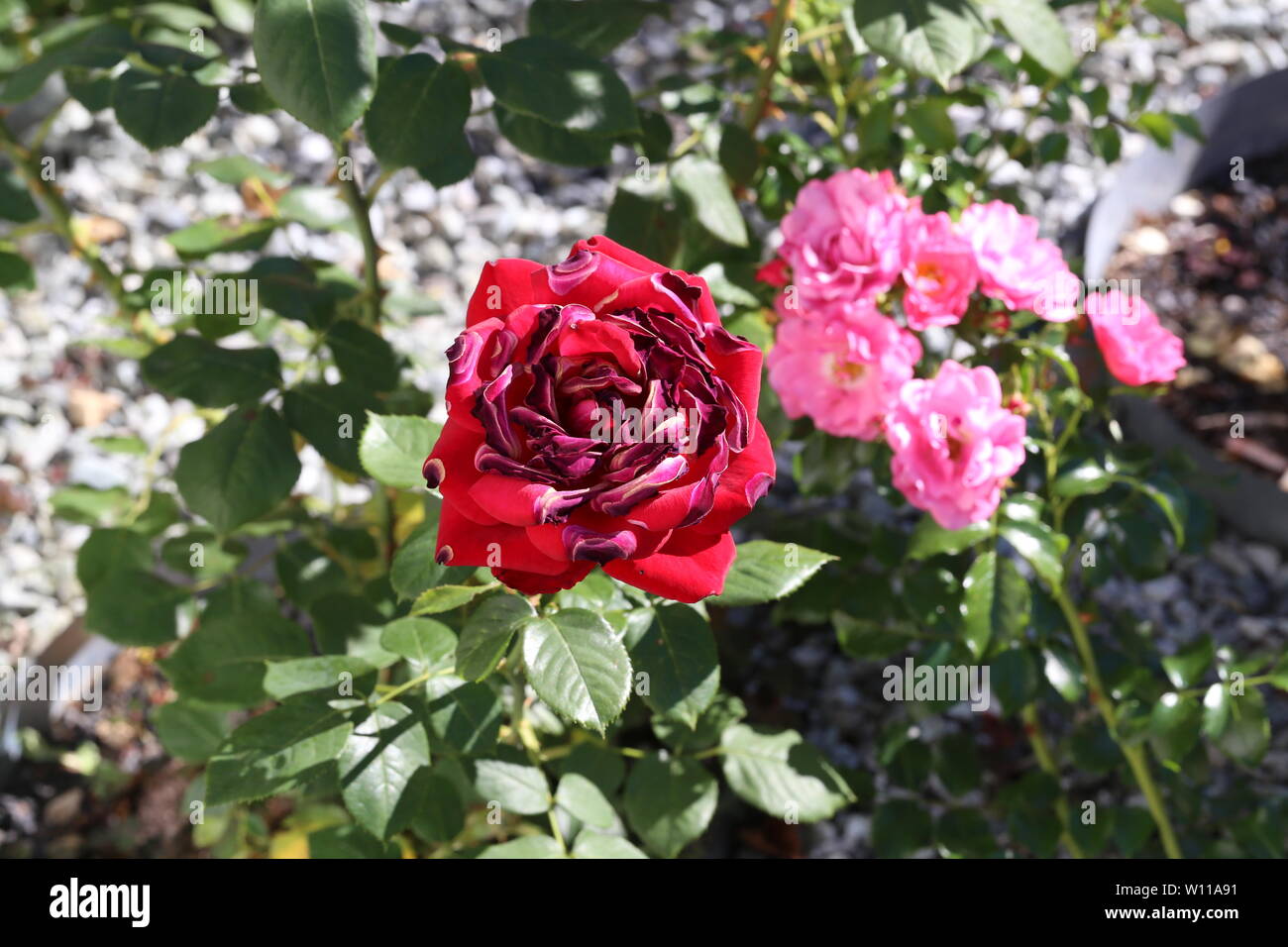Red roses seared by the sun and heat Stock Photo - Alamy