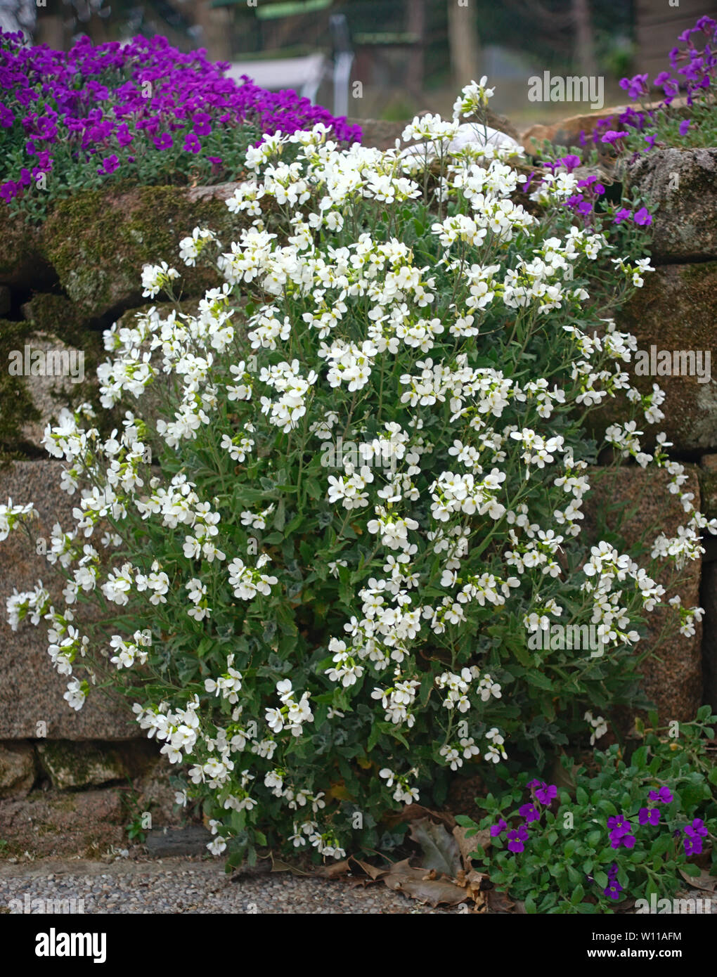 Plant blooming with small white flowers on stone wall Stock Photo