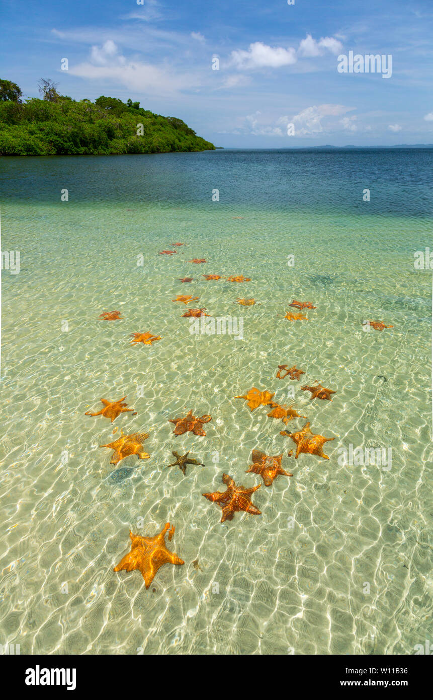 Starfish Beach, Colon Island, Bocas del Toro Archipelago, Bocas del
