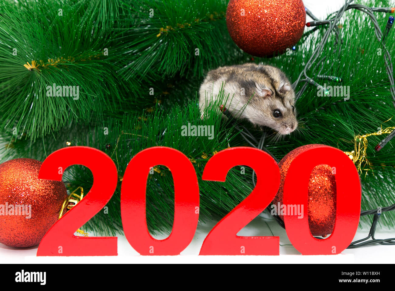 The symbol of the New Year rat runs under the tree next to the