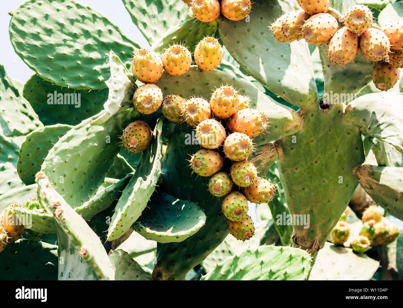 Fruits of Prickly pear cactus with fruits also known as Opuntia, ficus-indica, Indian fig opuntia in the street of Taormina, Sicily, Italy Stock Photo