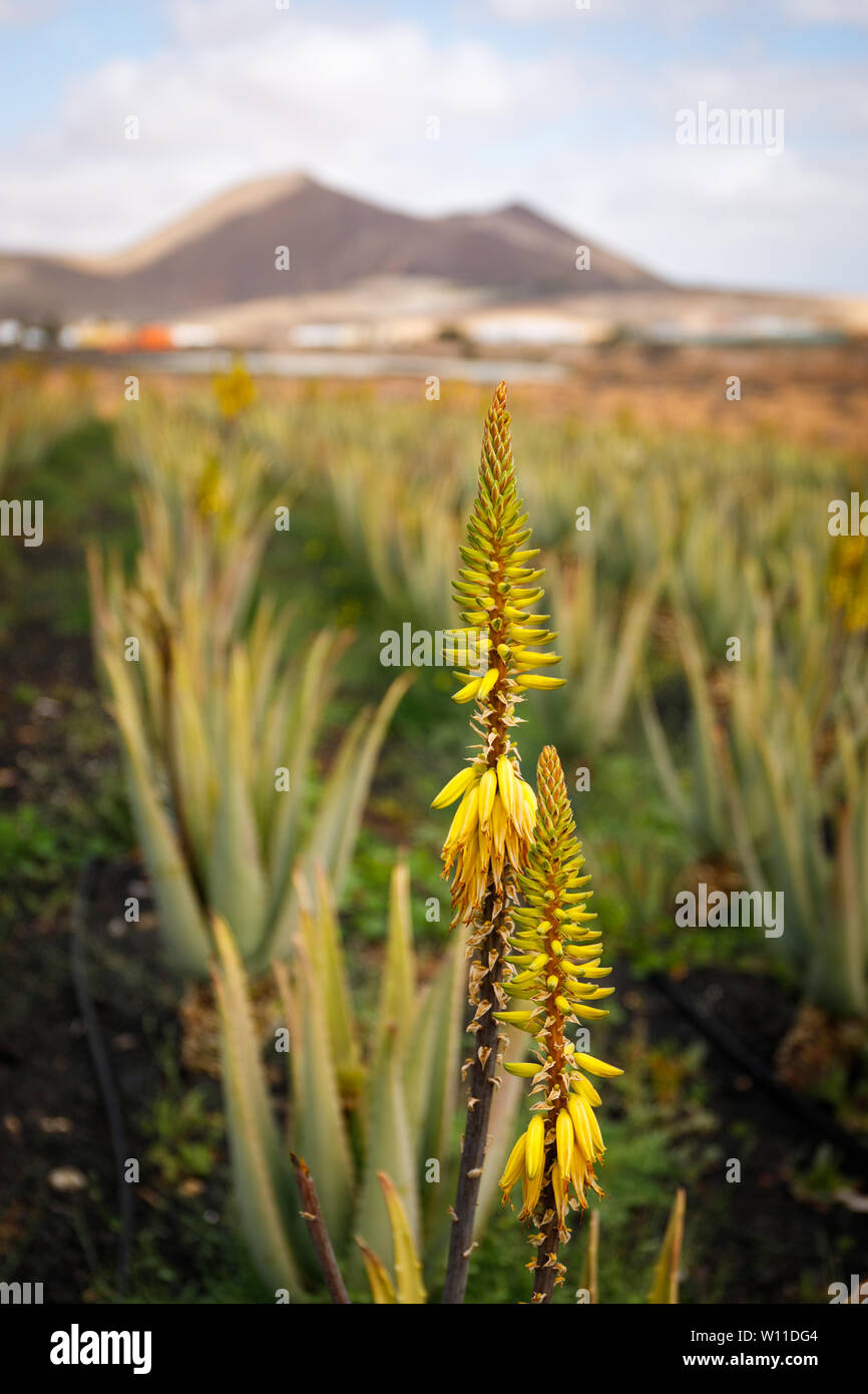 Aloe Vera flower in a plantation in Fuerteventura, Canary islands Stock  Photo - Alamy