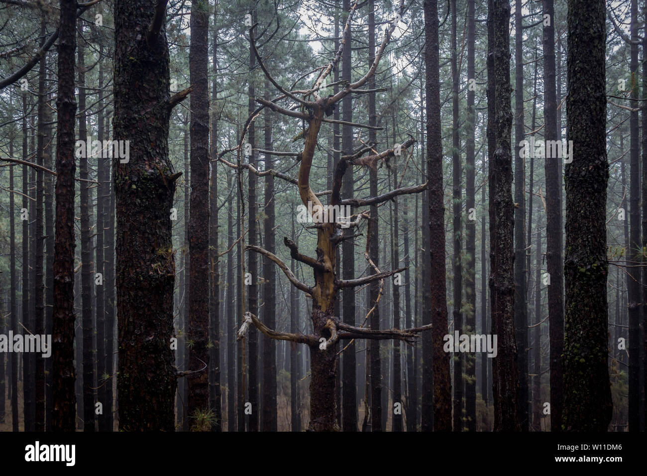 Odd one out crowd hi-res stock photography and images - Alamy