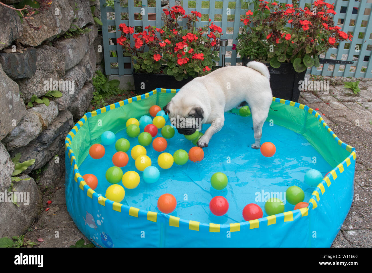 Pug dog standing in a paddling pool with balls in, cooling down in hot weather Stock Photo