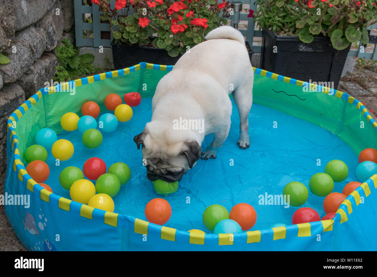 Pug dog standing in a paddling pool with balls in, cooling down in hot weather Stock Photo