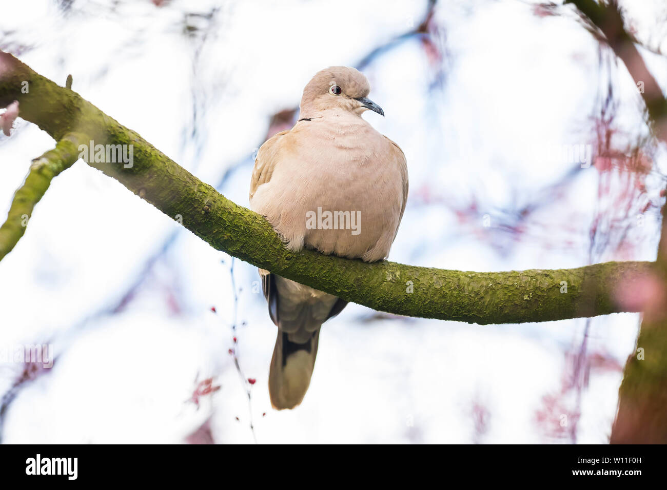 Closeup of a Eurasian collared dove (Streptopelia decaocto) bird, perched and nesting in a tree with pink blossom flowers Stock Photo