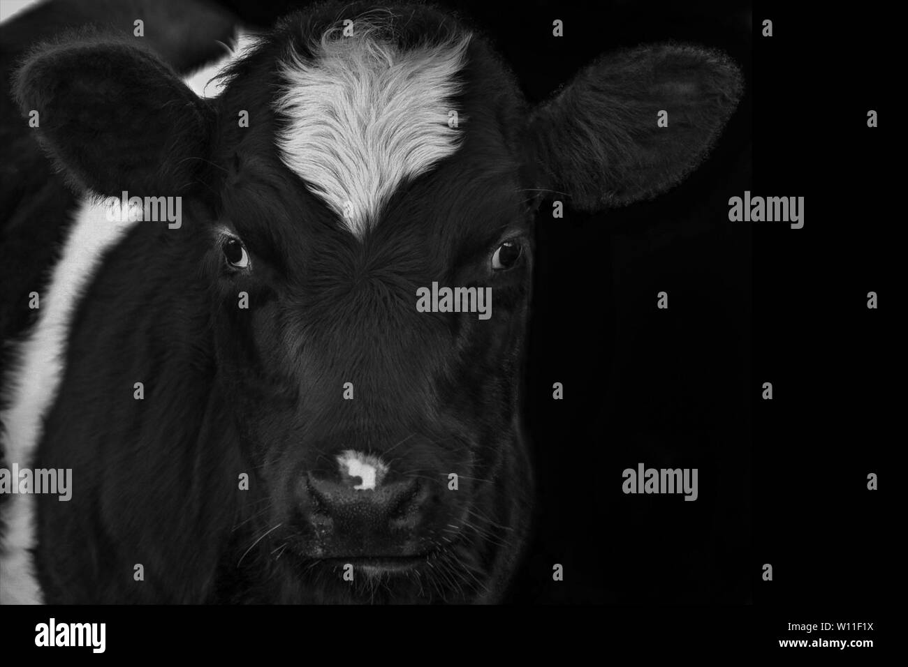 A close up photo of a Cow on a black background Stock Photo - Alamy
