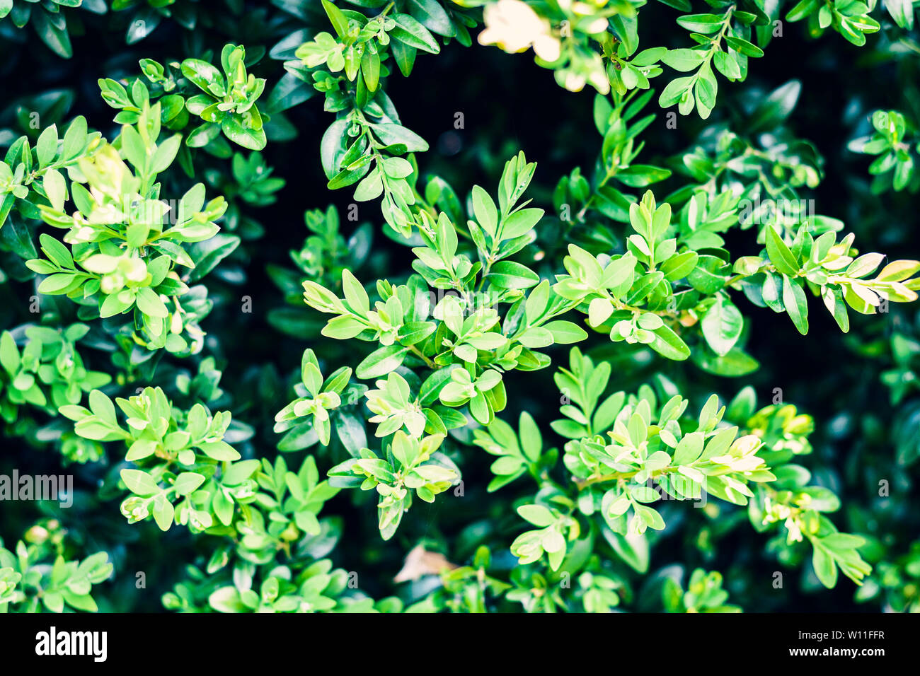 Boxwood (Buxaceae), with leaves texture background, plants in a garden Stock Photo