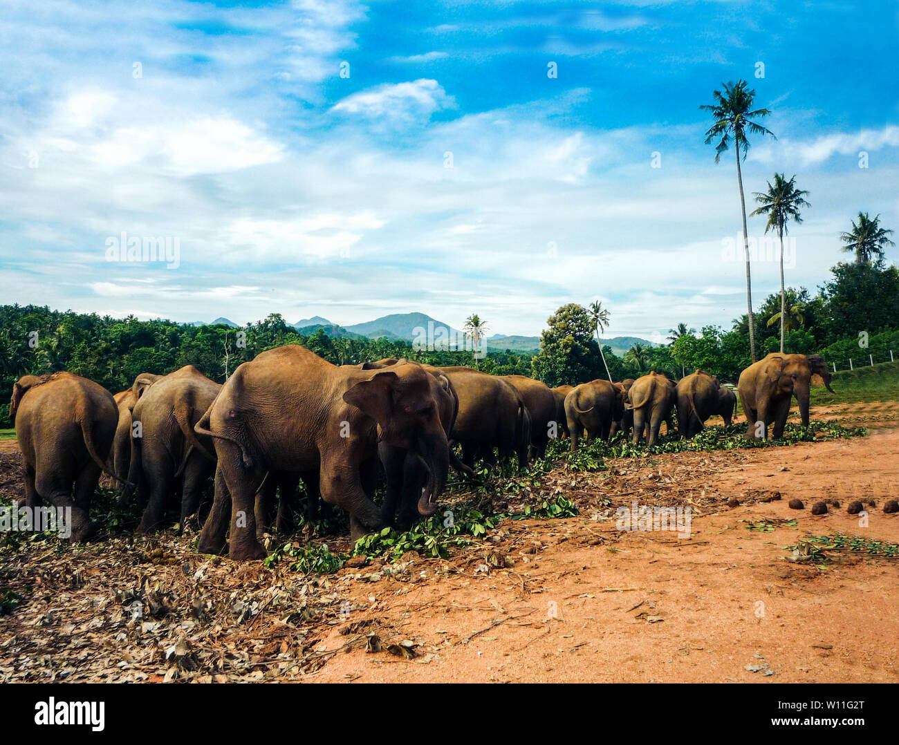 Elephants in sri lanka hi-res stock photography and images - Alamy