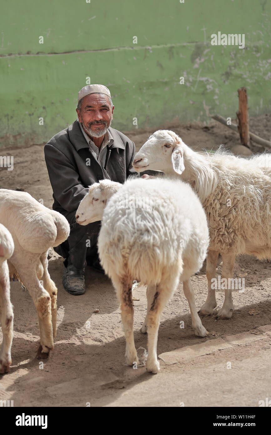 Smiling livestock dealer sitting with his sheeps. Hotan Livestock Market-Xinjiang-China-0202 Stock Photo