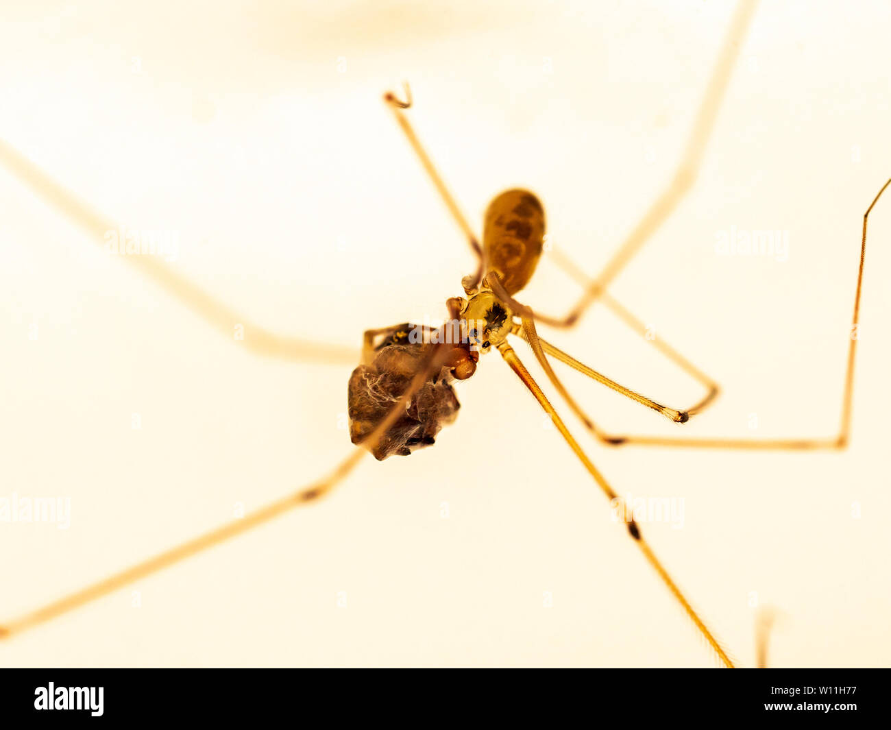 Cellar spider in UK house with cocoon of eggs Stock Photo
