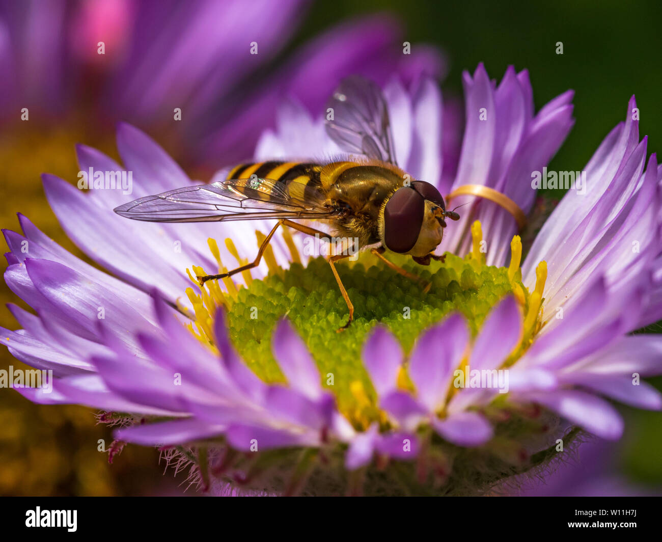 Male Epistrophe grossulariae hoverfly pollinating a purple aster flower in an English garden Stock Photo