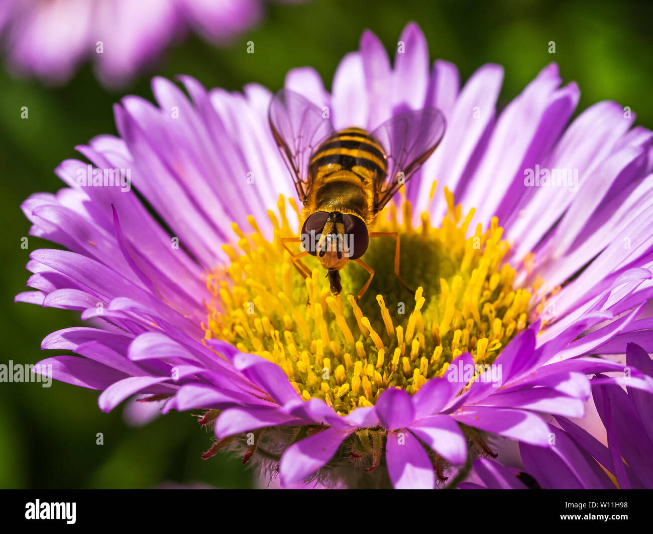 Frontal aspect of male hoverfly Epistrophe grossulariae feeding on a purple aster flower with extended proboscis Stock Photo