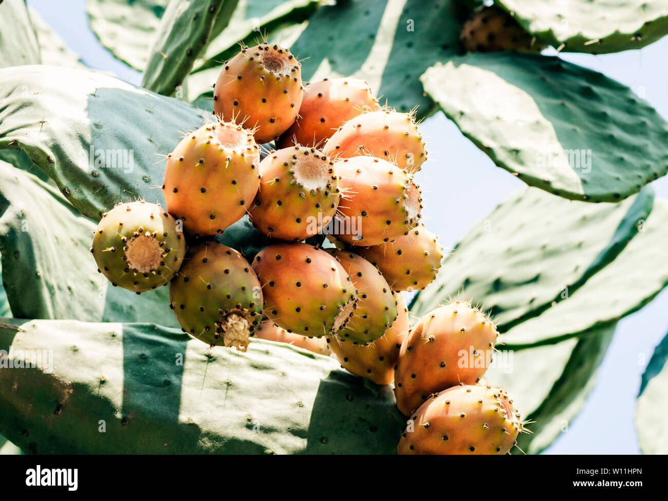 Fruits of Prickly pear cactus with fruits also known as Opuntia, ficus-indica, Indian fig opuntia in the street of Taormina, Sicily, Italy Stock Photo