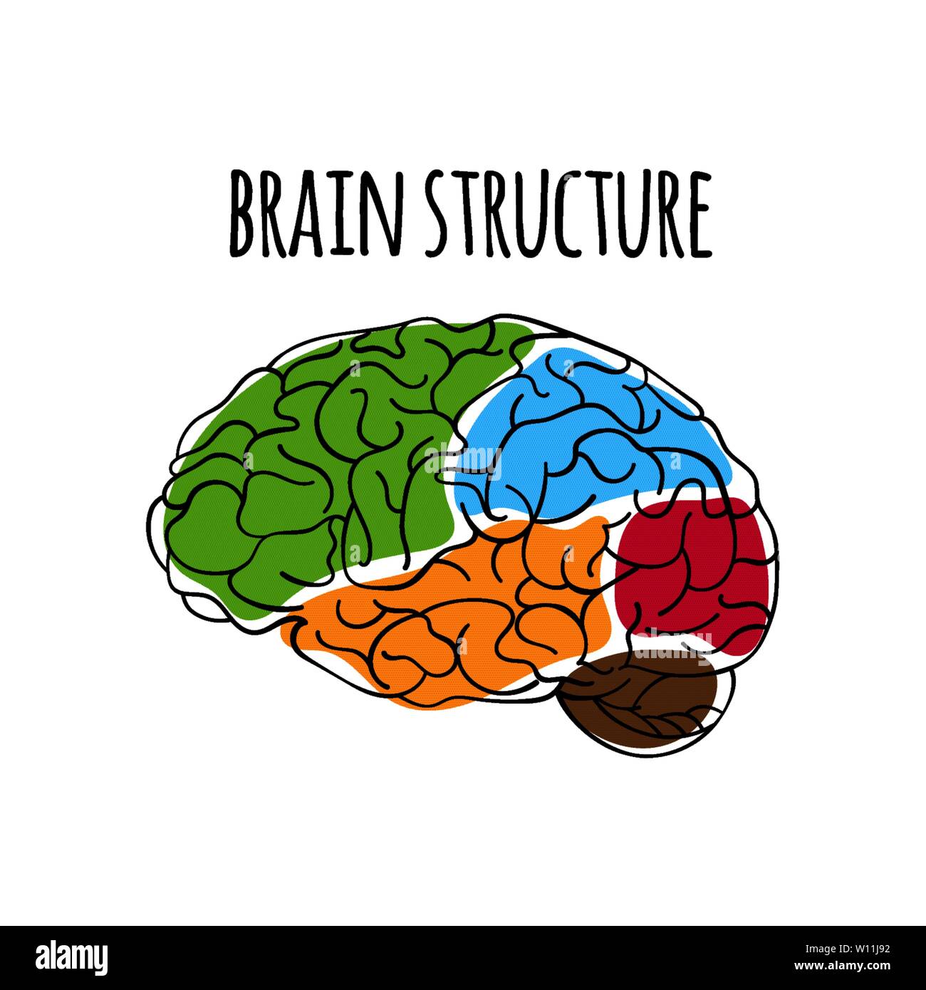 BRAIN STRUCTURE Nervous System Anatomy Human Scheme Medicine Vector