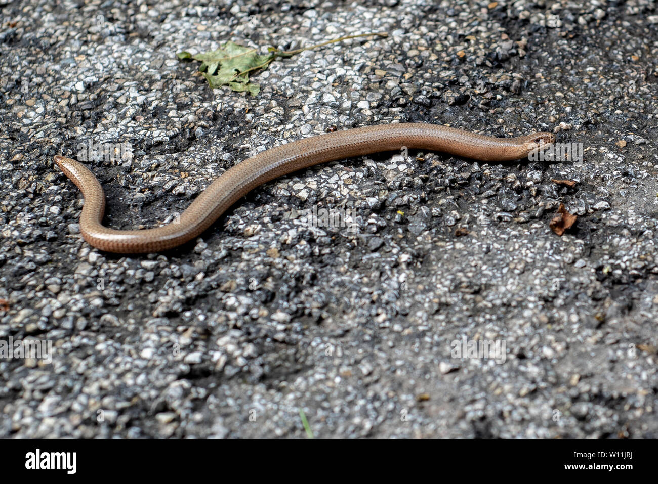 Legless lizards hires stock photography and images Alamy