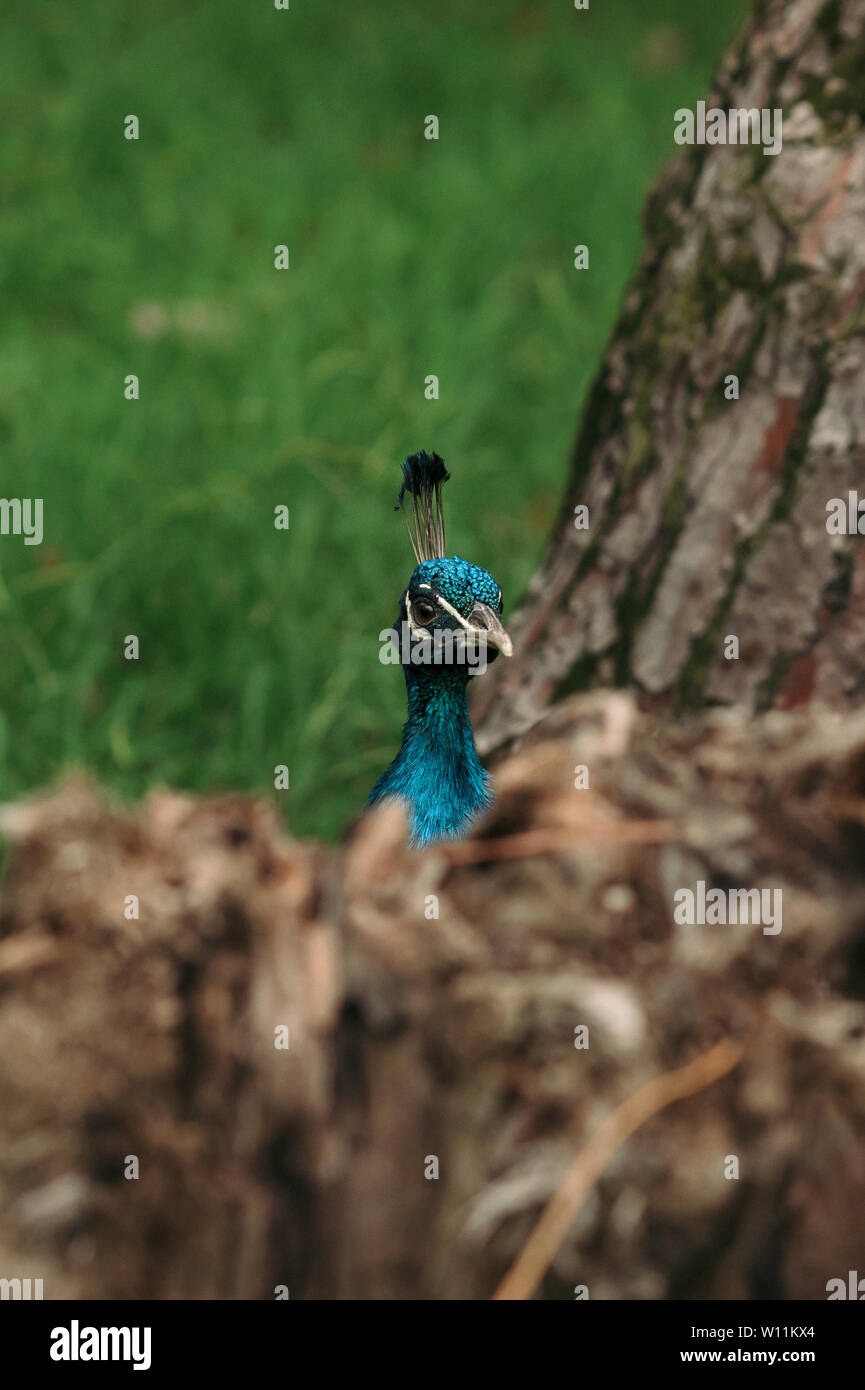 beautiful blue peacock on green grass walking in the park Stock Photo ...