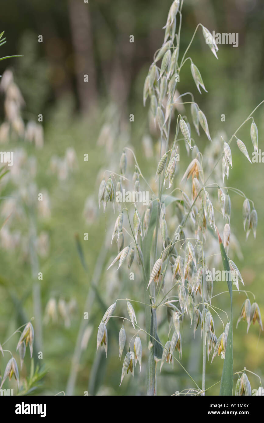 oat plant with grains - avena sativa in field Stock Photo