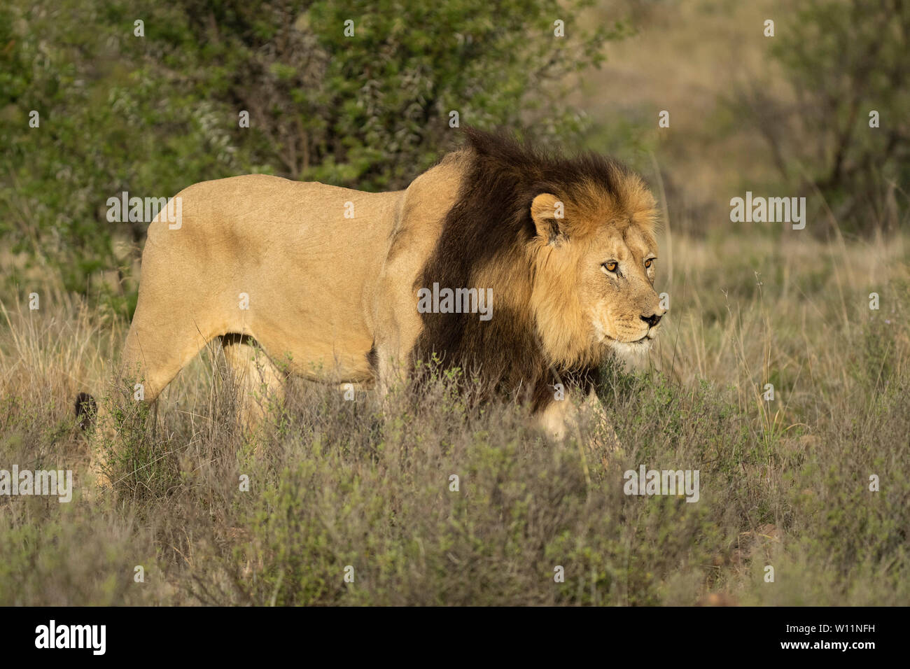 African lion male walking hi-res stock photography and images - Alamy