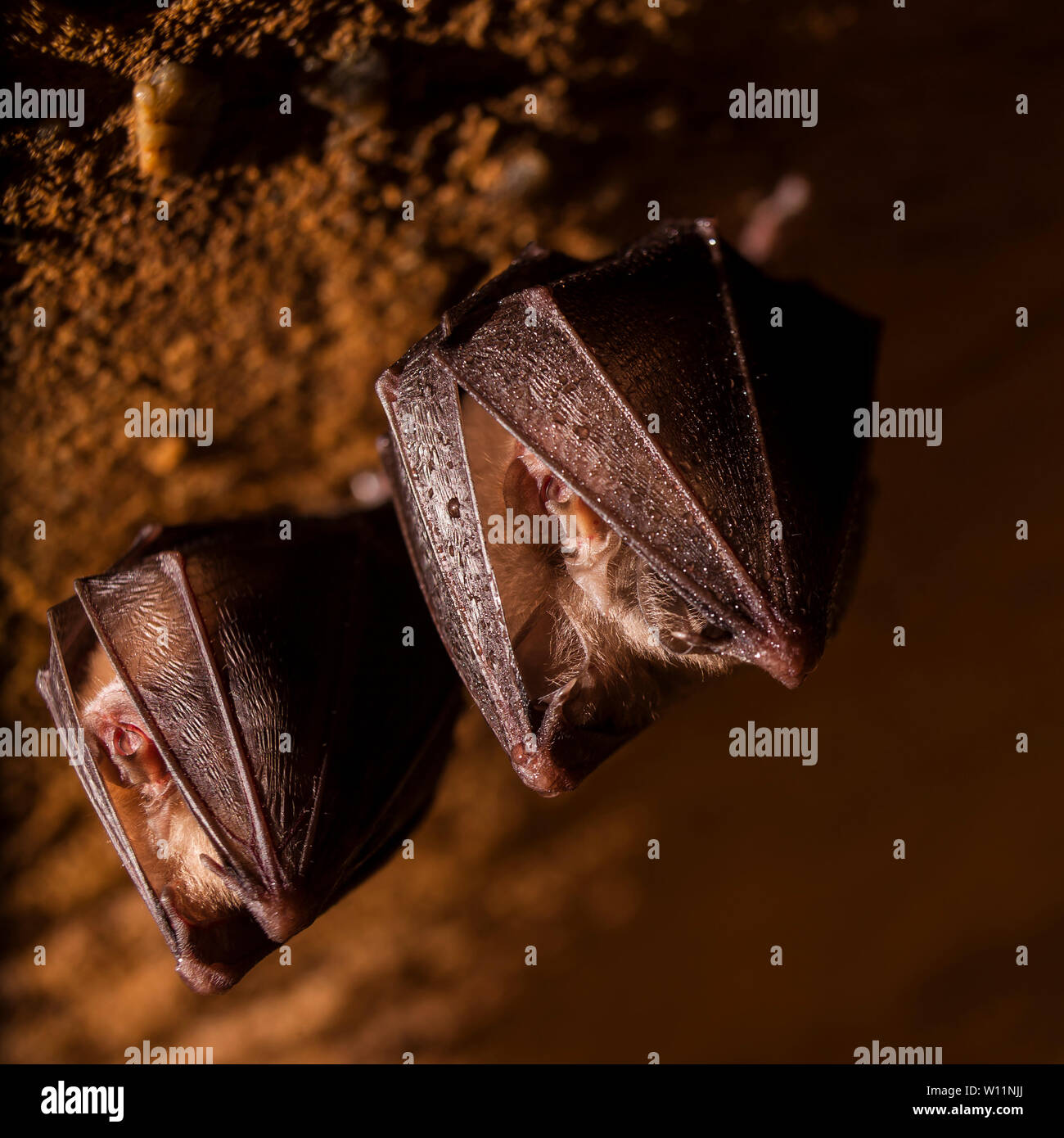 Long eared bat pair hi-res stock photography and images - Alamy