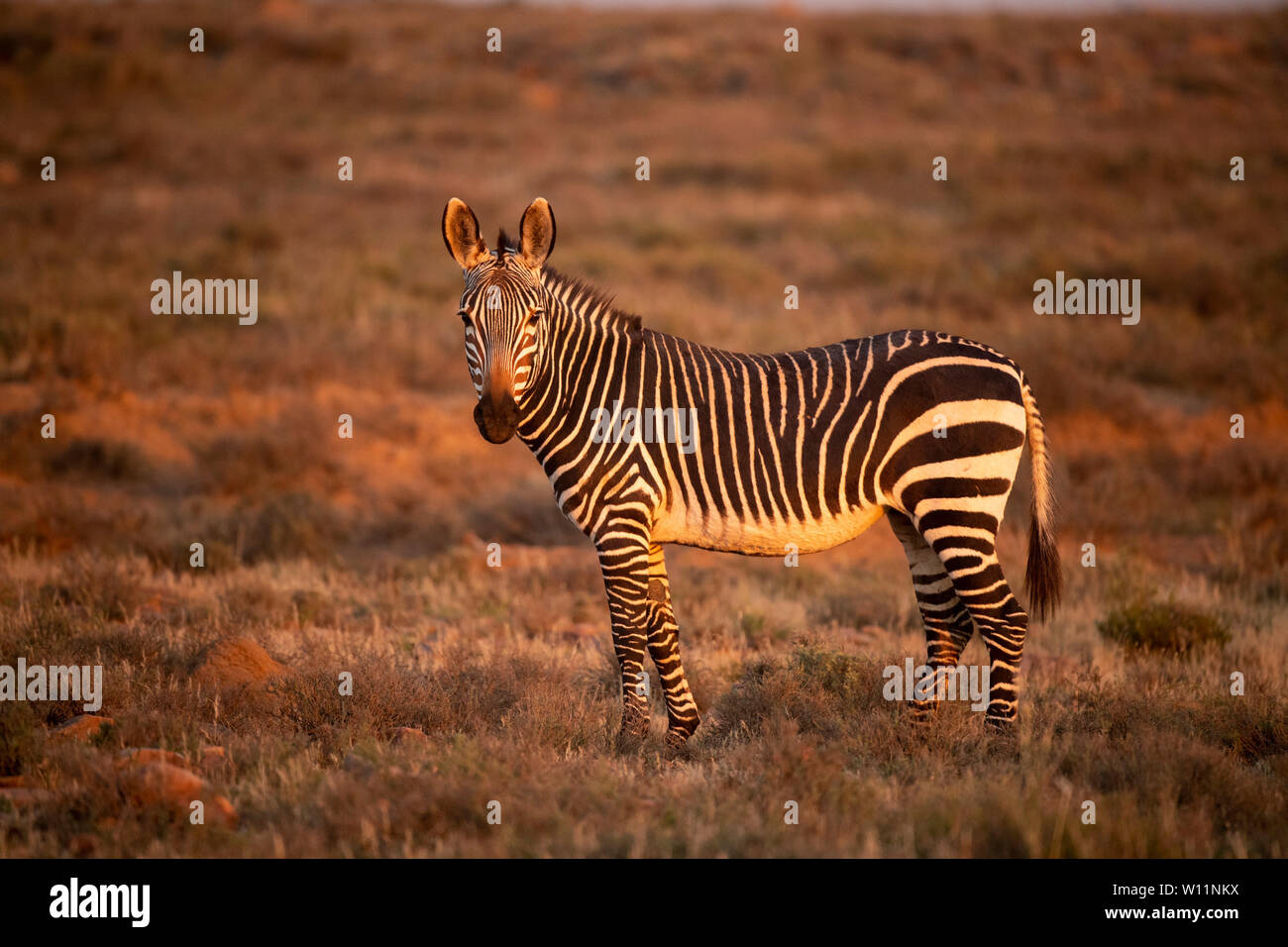 Cape mountain zebra, Equus zebra zebra, Mountain Zebra National Park, South Africa Stock Photo