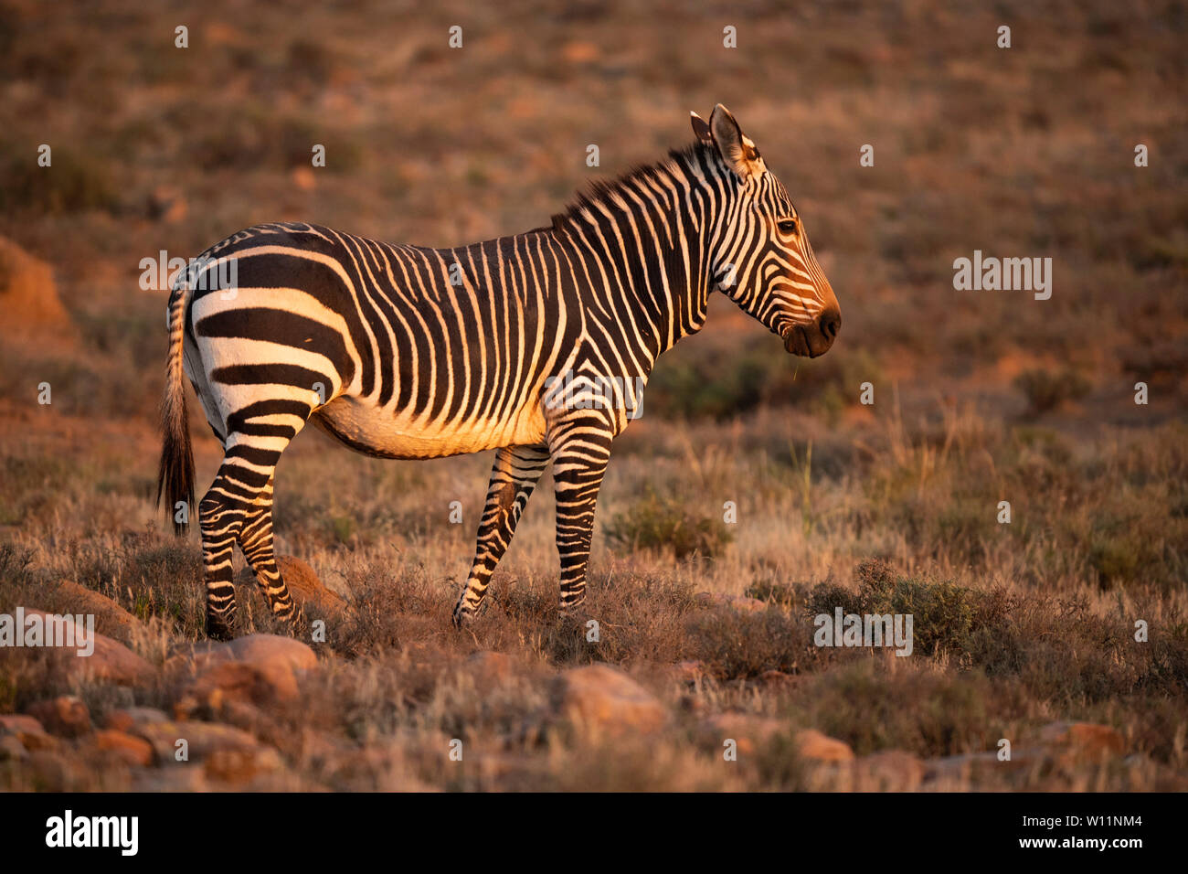 Cape mountain zebra, Equus zebra zebra, Mountain Zebra National Park, South  Africa Stock Photo - Alamy