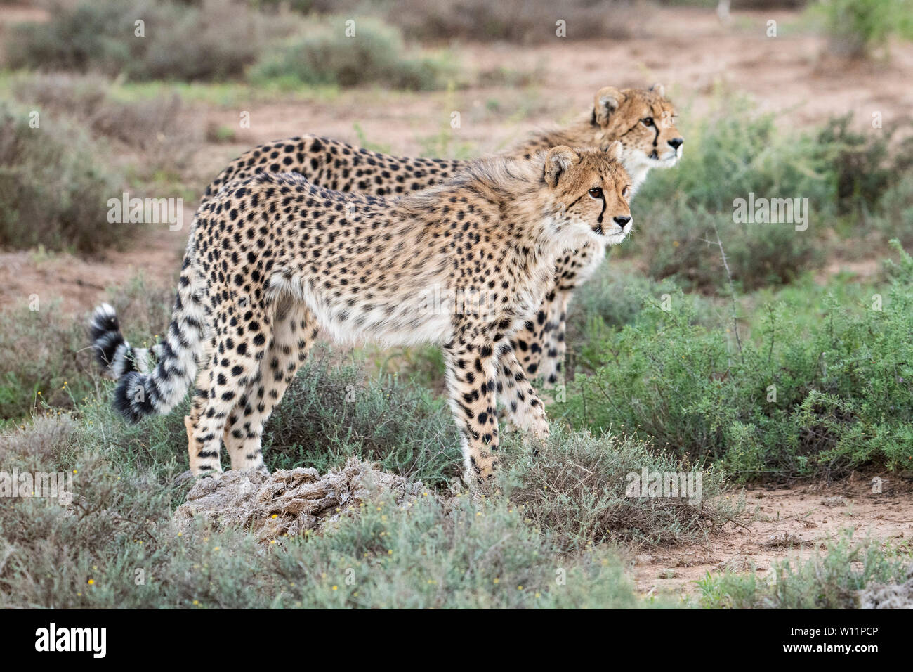 Cheetahs, Acinonyx jubatus, Samara Game Reserve, South Africa Stock Photo