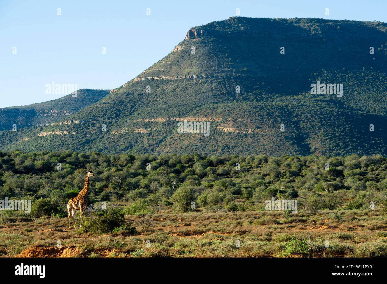 Southern giraffe, Giraffa camelopardalis giraffa, Samara Game Reserve, South Africa Stock Photo