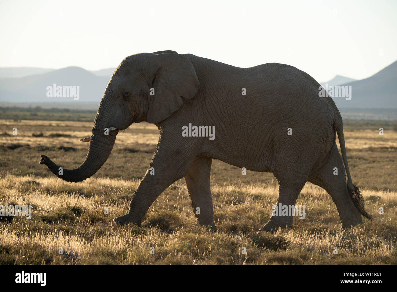 African elephant, Loxodonta africana africana, Samara Game Reserve, South Africa Stock Photo