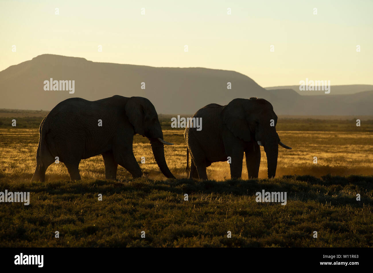 African elephant, Loxodonta africana africana, Samara Game Reserve, South Africa Stock Photo