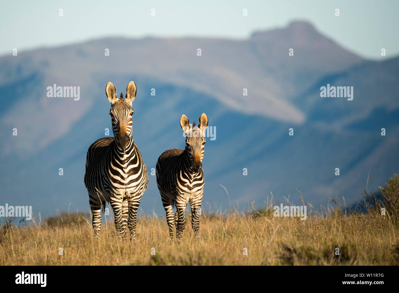 Cape mountain zebra with young, Equus zebra zebra, Samara Game Reserve, South Africa Stock Photo