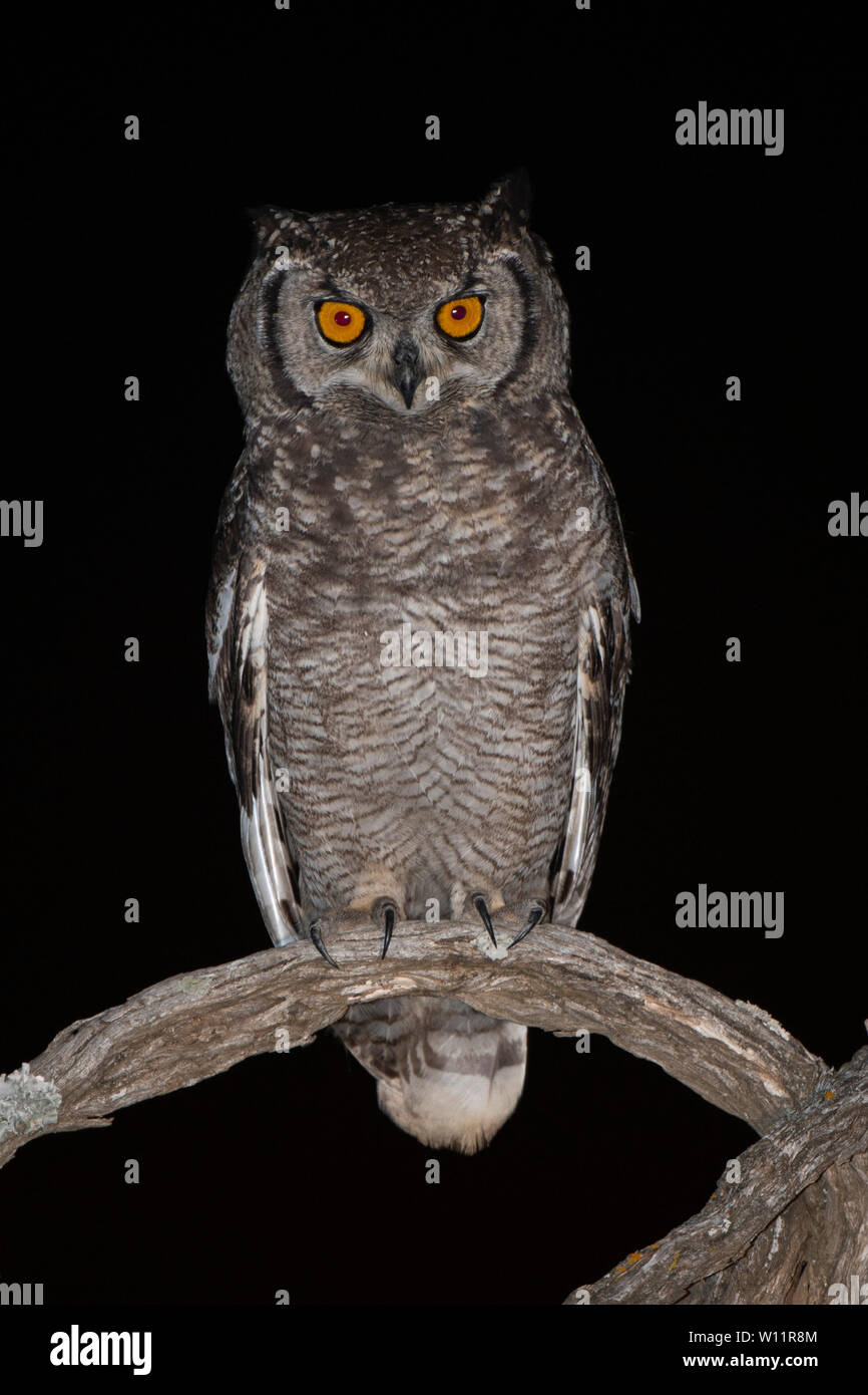 Spotted eagle-owl, Bubo africanus, Samara Game Reserve, South Africa Stock Photo