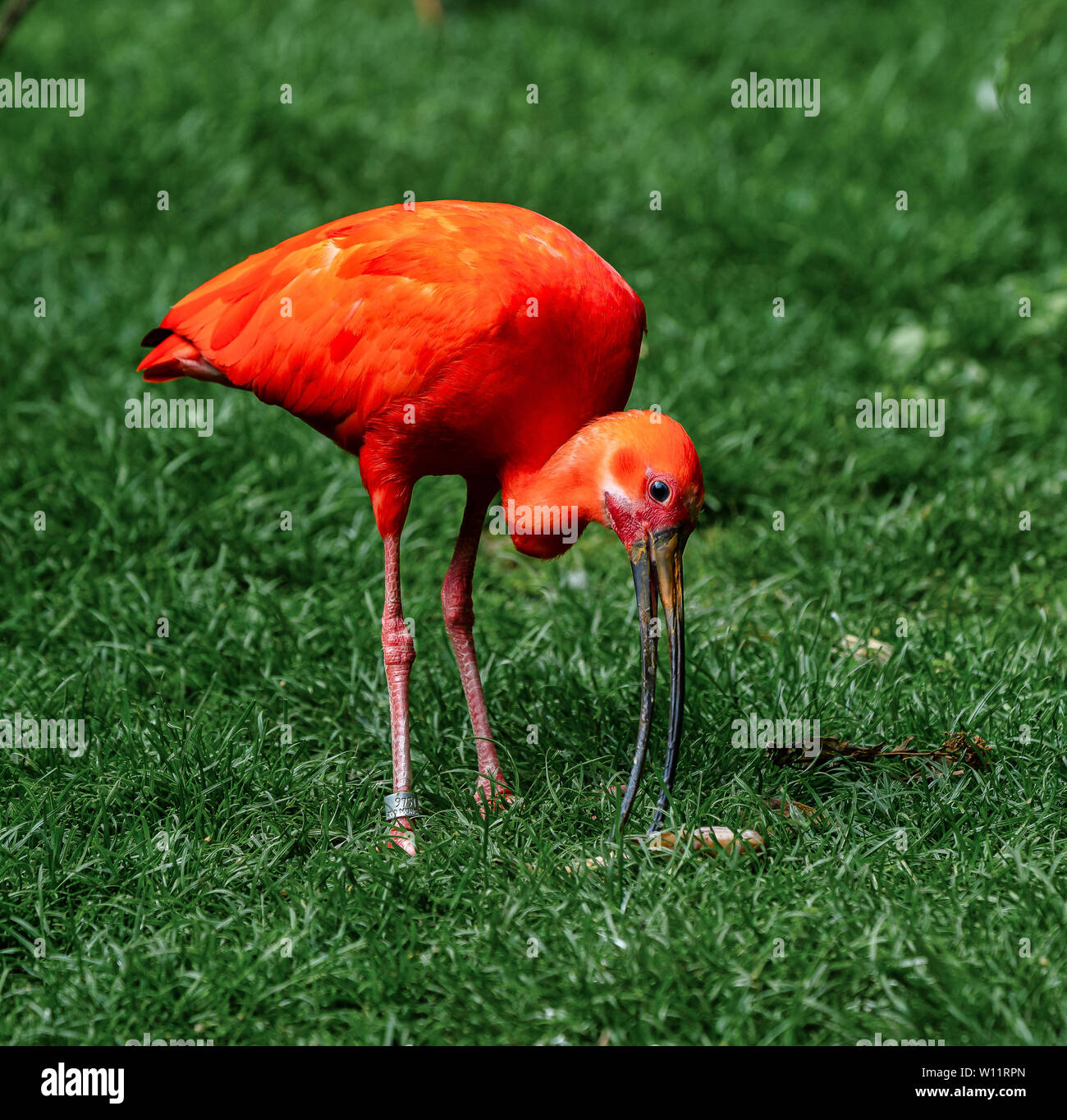 Scarlet Ibis Bird Facts For Kids