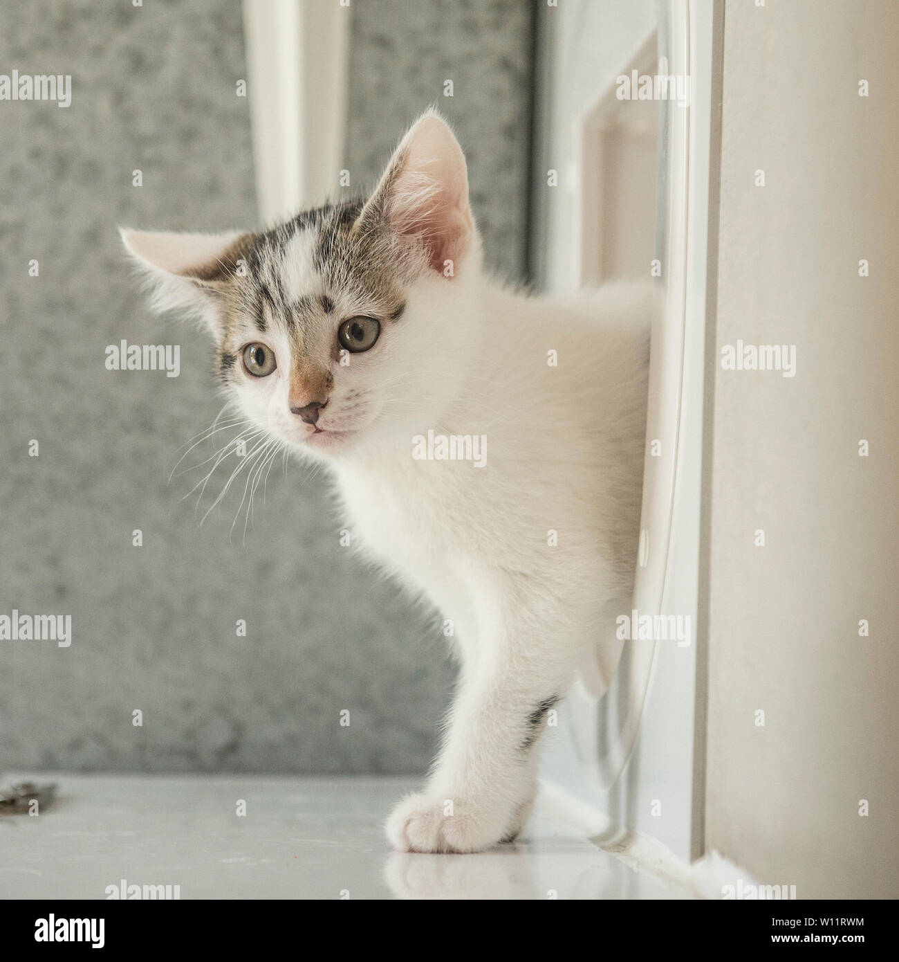 kitten using cat flap door Stock Photo