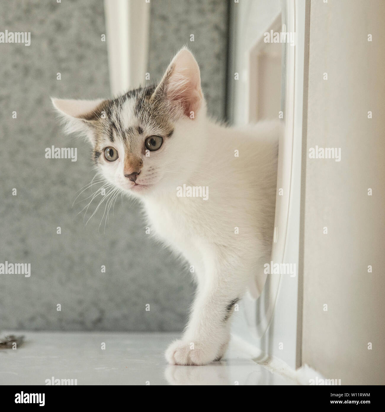 Cat Flap Door Stock Photos Cat Flap Door Stock Images Alamy