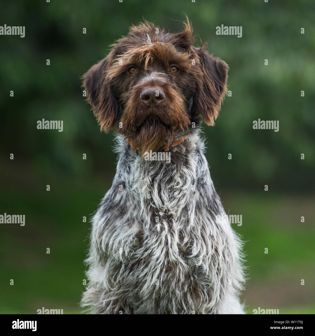 German Wirehaired Pointer Stock Photo Alamy