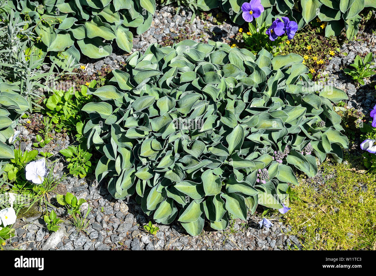 Decorative plant Hosta  with green leaves for landscaping design in park or garden on the flowerbed with pansies. Hostas are unpretentious, shade-tole Stock Photo
