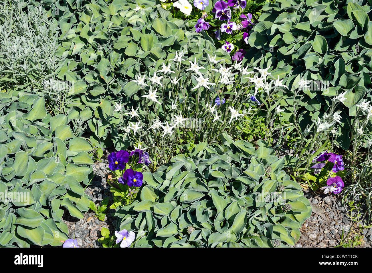 Decorative plants Hosta  with green leaves for landscaping design in park or garden on the flowerbed among blue and white flowers. Hostas are unpreten Stock Photo