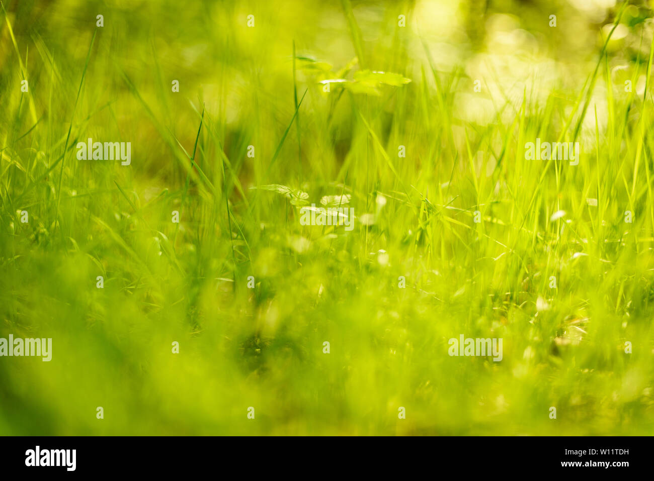 Grass back lit by summer sun background Stock Photo - Alamy