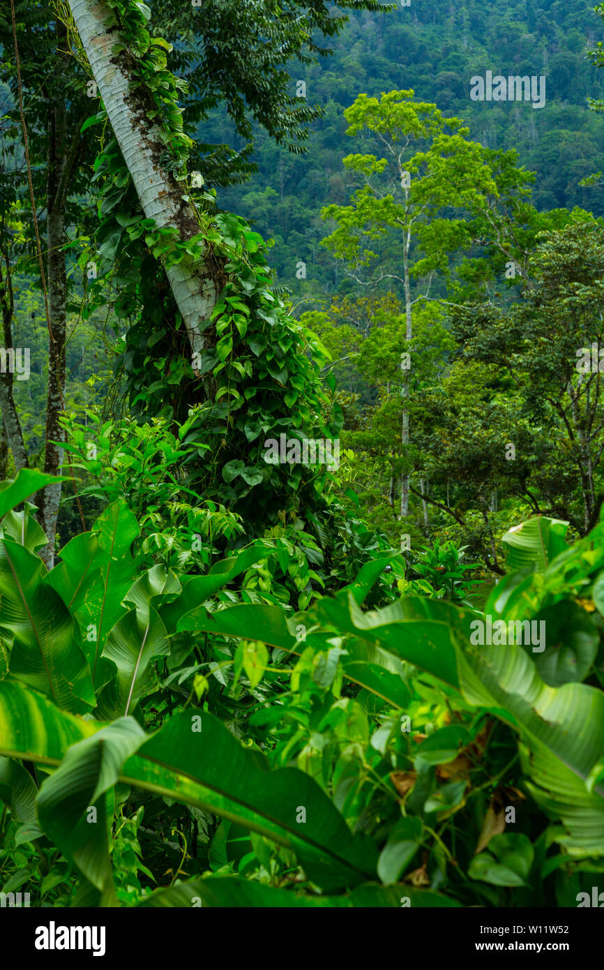 Oreba organic cacao, Oeste Arriba River, Ngabe Ethnic Group, Bocas del Toro Province, Panama, Central America, America Stock Photo