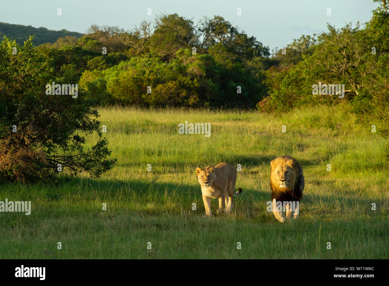 Mating lion hi-res stock photography and images - Alamy
