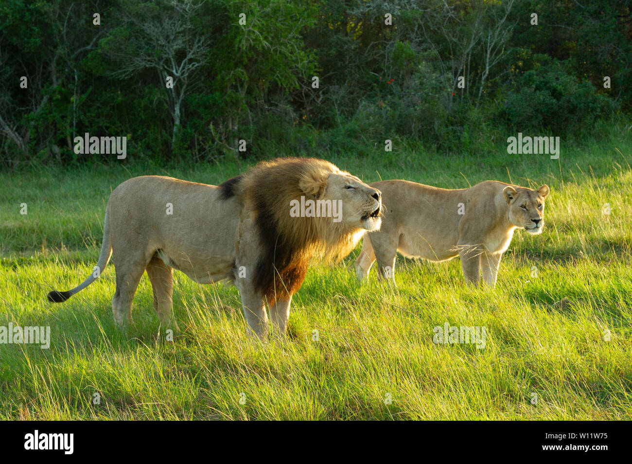 African lion lion pair hi-res stock photography and images - Alamy