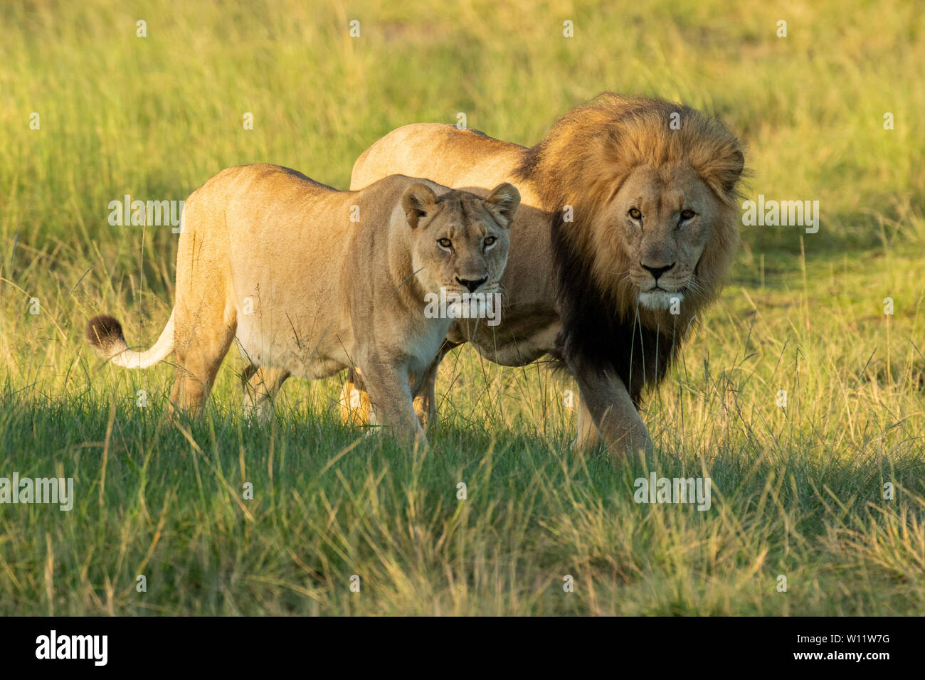 Mating pair lions panthero leo hi-res stock photography and images - Alamy