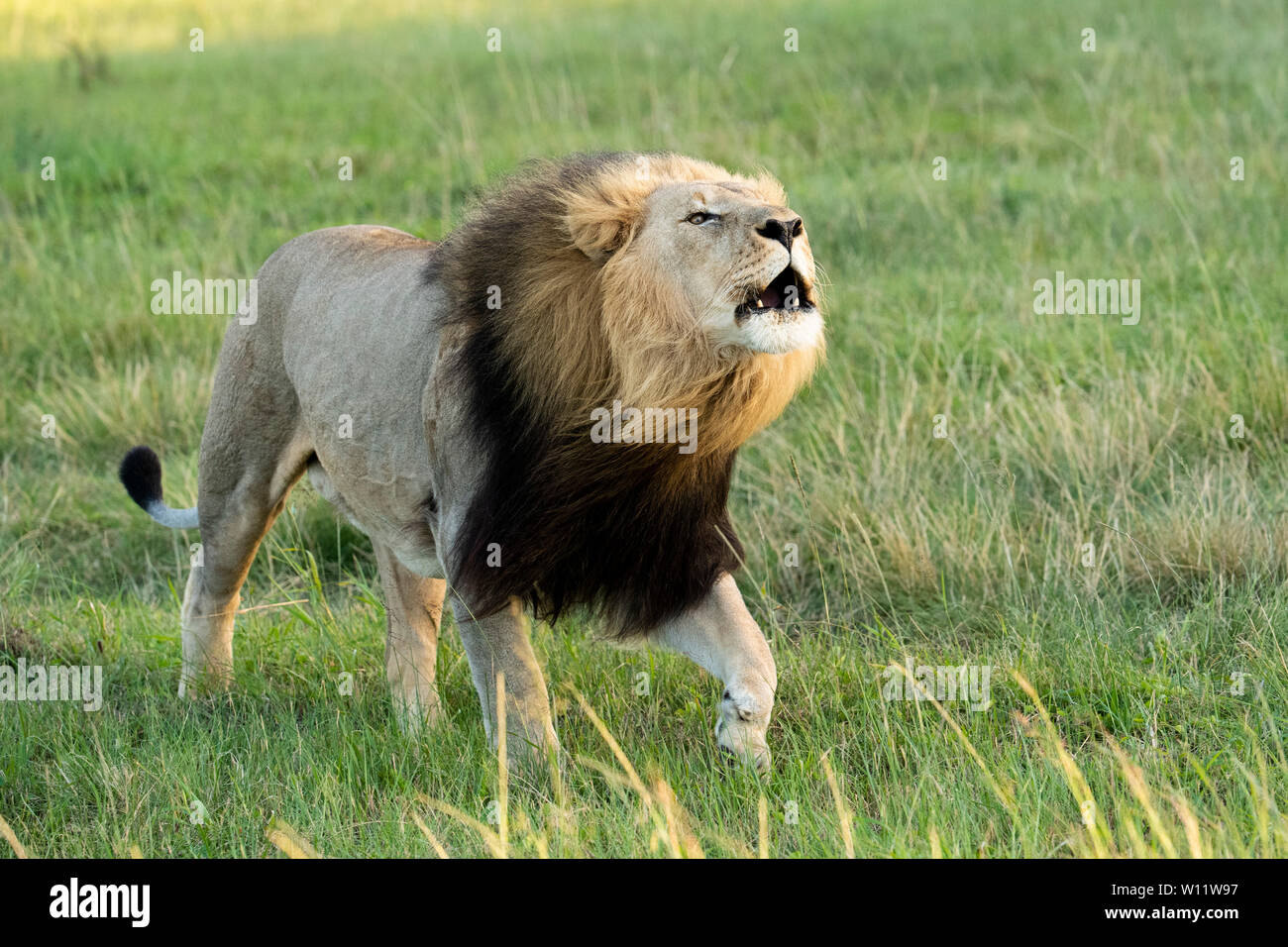 African lion roaring hi-res stock photography and images - Alamy