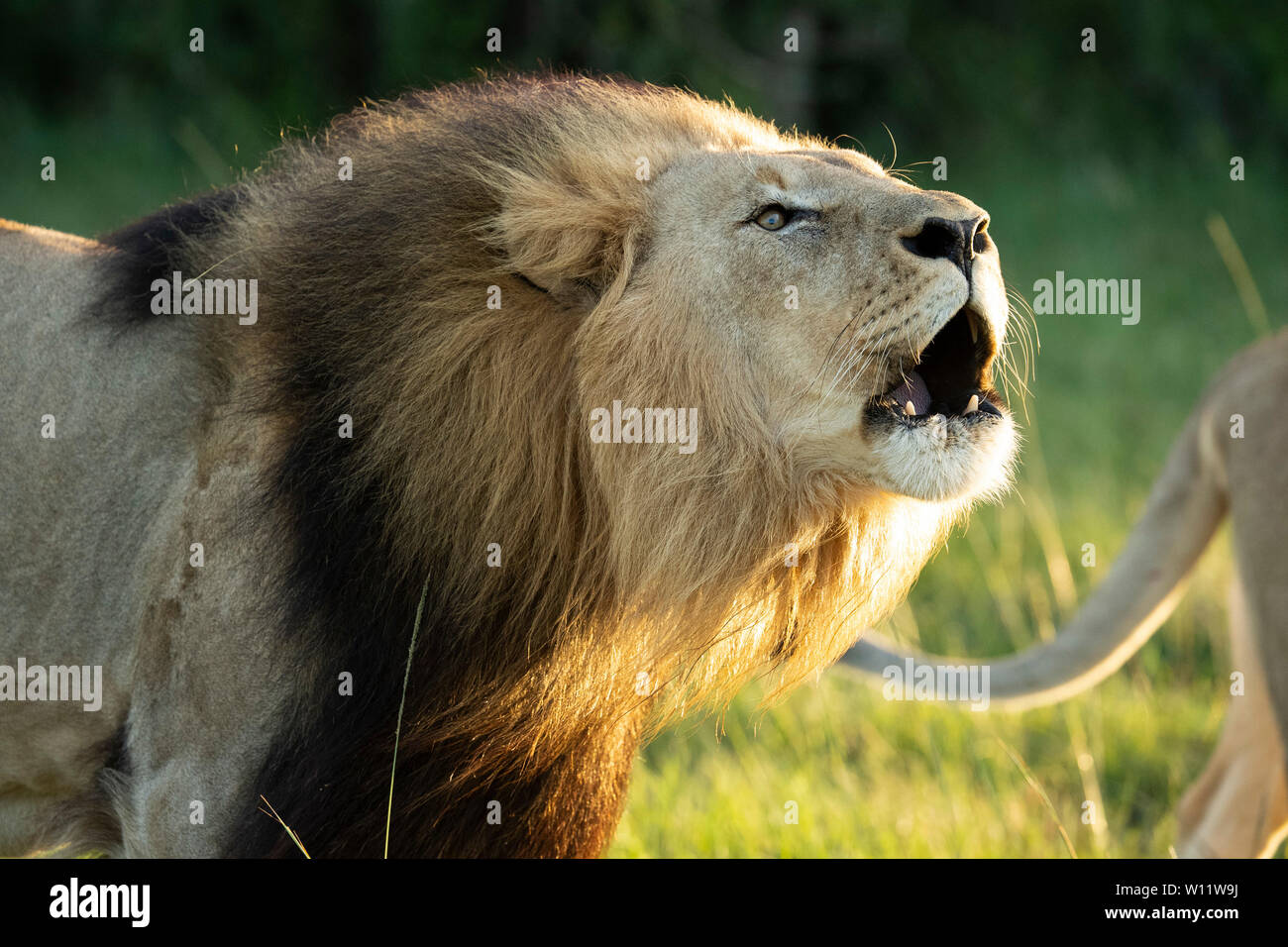 African lion roaring hi-res stock photography and images - Alamy